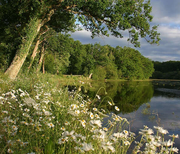 Randonnée Le bois de la Saucelle — La Puisaye