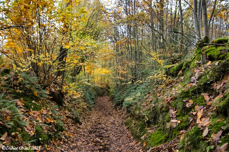 Chemin creux descendant vers La Badinière · © Didier Orsal