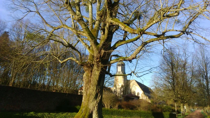 Tilleul labellisé-Parc de l'abbaye©Marie-José Blanchard · © admin-pnrp