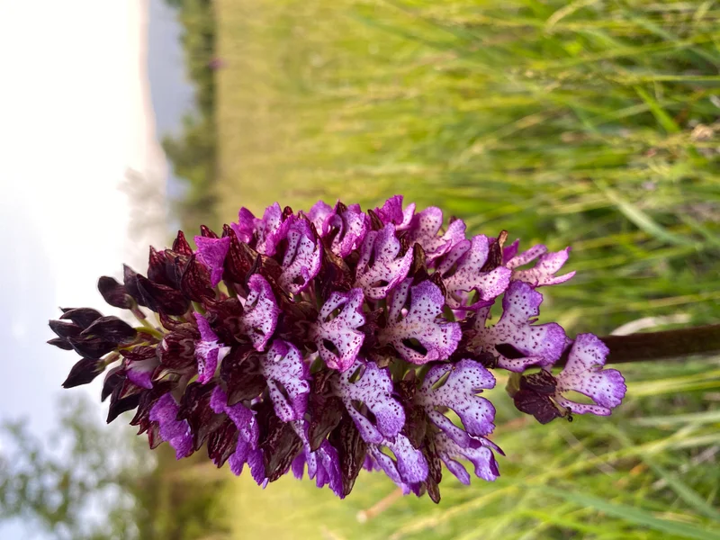 Orchis pourpre