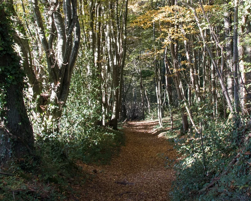 Chemin forestier · © Didier Orsal