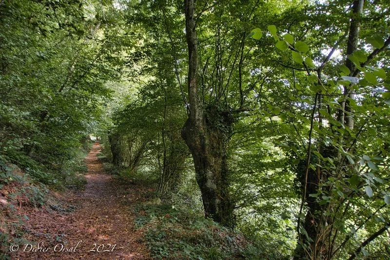 Les trognes en arrivant sur La Bassière · © Didier Orsal