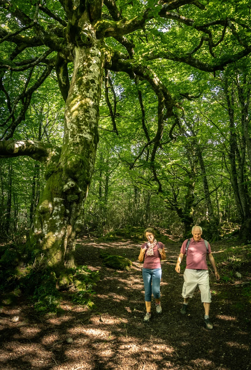 rando forêt Roquet Escu · © Olivier Octobre